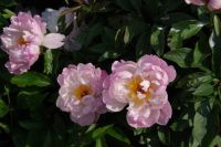 Rene Koot, foto gemaakt in Peony Showgarden