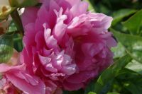 Rene Koot, foto gemaakt in Peony Showgarden