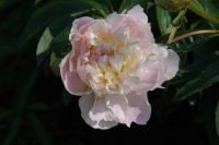 Rene Koot, foto gemaakt in Peony Showgarden