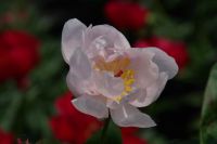 Rene Koot, foto gemaakt in Peony Showgarden