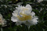 Rene Koot, foto gemaakt in Peony Showgarden