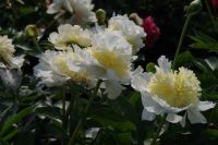 Rene Koot, foto gemaakt in Peony Showgarden