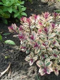 Rene Koot, foto gemaakt in kijktuin Klein Boskoop