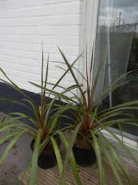 van Vliet New Plants