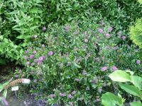 Rene Koot, foto gemaakt in kijktuin Klein Boskoop