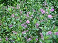 Rene Koot, foto gemaakt in kijktuin Klein Boskoop