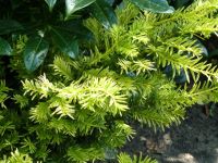 Rene Koot, foto gemaakt in kijktuin Klein Boskoop