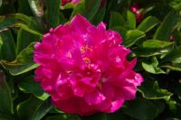 Rene Koot, foto gemaakt in Peony Showgarden