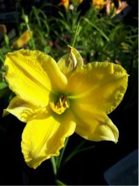 Hemerocallis