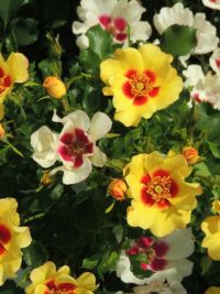 Interplant roses