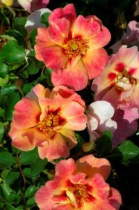 Interplant roses