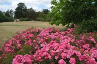 Anthony Tesselaar Plants