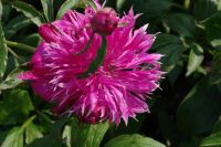 Rene Koot, foto gemaakt in Peony Showgarden