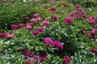 Rene Koot, foto gemaakt in Peony Showgarden