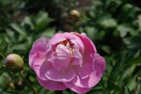 Rene Koot, foto gemaakt in Peony Showgarden