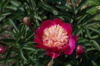 Rene Koot, foto gemaakt in Peony Showgarden