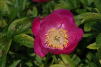 Rene Koot, foto gemaakt in Peony Showgarden