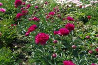 Rene Koot, foto gemaakt in Peony Showgarden