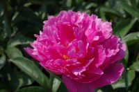 Rene Koot, foto gemaakt in Peony Showgarden