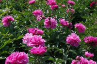 Rene Koot, foto gemaakt in Peony Showgarden