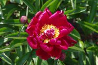 Rene Koot, foto gemaakt in Peony Showgarden