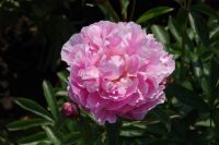 Rene Koot, foto gemaakt in Peony Showgarden