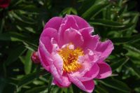 Rene Koot, foto gemaakt in Peony Showgarden