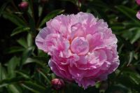 Rene Koot, foto gemaakt in Peony Showgarden