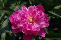 Rene Koot, foto gemaakt in Peony Showgarden