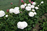 Rene Koot, foto gemaakt in Peony Showgarden