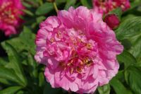 Rene Koot, foto gemaakt in Peony Showgarden