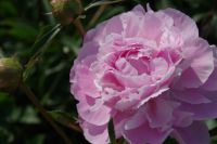 Rene Koot, foto gemaakt in Peony Showgarden