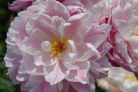 Rene Koot, foto gemaakt in Peony Showgarden