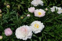 Rene Koot, foto gemaakt in Peony Showgarden