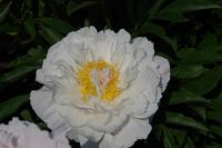 Rene Koot, foto gemaakt in Peony Showgarden