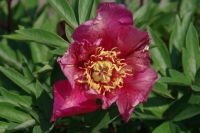 Rene Koot, foto gemaakt in Peony Showgarden