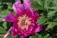 Rene Koot, foto gemaakt in Peony Showgarden