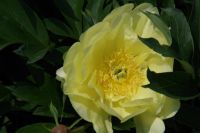 Rene Koot, foto gemaakt in Peony Showgarden