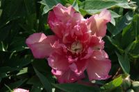 Rene Koot, foto gemaakt in Peony Showgarden