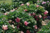 Rene Koot, foto gemaakt in Peony Showgarden