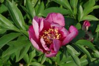 Rene Koot, foto gemaakt in Peony Showgarden