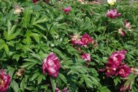 Rene Koot, foto gemaakt in Peony Showgarden