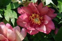 Rene Koot, foto gemaakt in Peony Showgarden