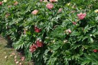 Rene Koot, foto gemaakt in Peony Showgarden