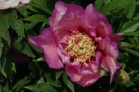 Rene Koot, foto gemaakt in Peony Showgarden