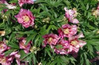 Rene Koot, foto gemaakt in Peony Showgarden