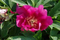 Rene Koot, foto gemaakt in Peony Showgarden