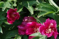 Rene Koot, foto gemaakt in Peony Showgarden