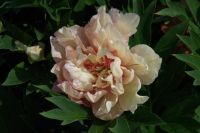 Rene Koot, foto gemaakt in Peony Showgarden