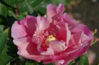 Rene Koot, foto gemaakt in Peony Showgarden